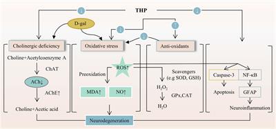 Frontiers A Comprehensive Review On The Chemical Properties Plant Sources Pharmacological Activities Pharmacokinetic And Toxicological Characteristics Of Tetrahydropalmatine