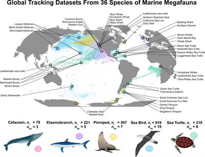 Frontiers | Mismatches in scale between highly mobile marine megafauna and marine protected areas Frontiers | Mismatches in scale between highly mobile marine megafauna and marine protected areas