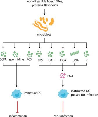Frontiers  Microbial Metabolites in the Maturation and Activation of  Dendritic Cells and Their Relevance for Respiratory Immunity