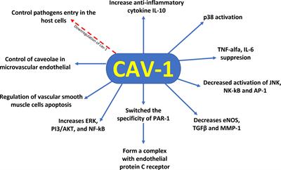 The different functions and clinical significances of caveolin-1 in human  adenocarcinoma and squamous cell carcinoma - Document - Gale OneFile:  Health and Medicine
