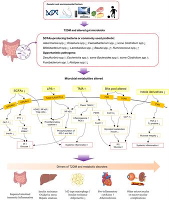 Frontiers  Effects of Oral Glucose-Lowering Agents on Gut Microbiota and  Microbial Metabolites