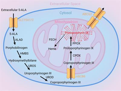 Modulation and proteomic changes on the heme pathway following treatment  with 5-aminolevulinic acid - ScienceDirect