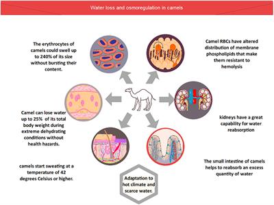 Frontiers | Camel Proteins and Enzymes: A Growing Resource for Functional Evolution and Environmental Adaptation Frontiers | Camel Proteins and Enzymes: A Growing Resource for Functional Evolution and Environmental Adaptation