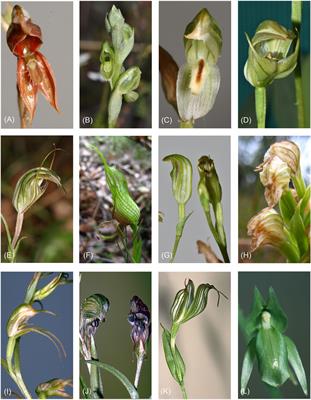 The Physioogy of Tropical Orchids in Relation To The Industry