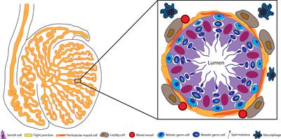 Morphology of Leydig cells in the testes after in vivo MCP-1 treatment.