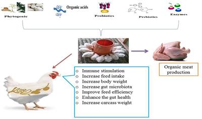 Frontiers | Potential Feed Additives as Antibiotic Alternatives in Broiler  Production