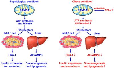 Ectopic ATP synthase stimulates the secretion of extracellular vesicles in  cancer cells