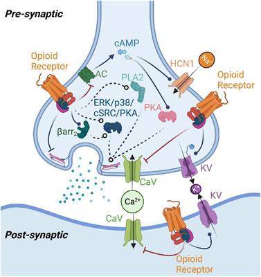 medley Mechanica Resistent Frontiers | Opioid Receptor-Mediated Regulation of Neurotransmission in the Brain medley Mechanica Resistent Frontiers | Opioid Receptor-Mediated Regulation of Neurotransmission in the Brain