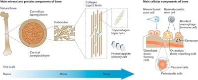 Frontiers  Antibacterial intraosseous implant surface coating that  responds to changes in the bacterial microenvironment