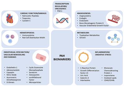 Braz J Cardiovasc Surg - The pulmonary vascular blood supply in