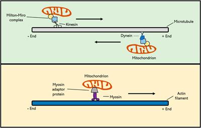 Frontiers | Structural regulation and dynamic behaviour of organelles ...