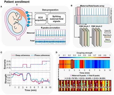 Frontiers  Deep learning identifies cardiac coupling between mother and  fetus during gestation