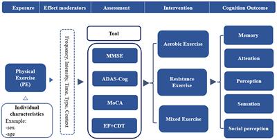 Frontiers  Exercise Intensity and Brain Plasticity: What's the Difference  of Brain Structural and Functional Plasticity Characteristics Between Elite  Aerobic and Anaerobic Athletes?