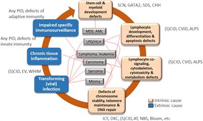 Genetic Disorders of Immune Regulation