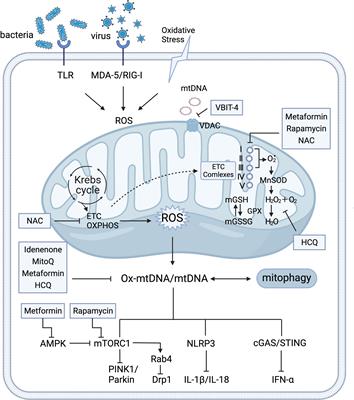 Mitochondrial signalling and homeostasis: from cell biology to