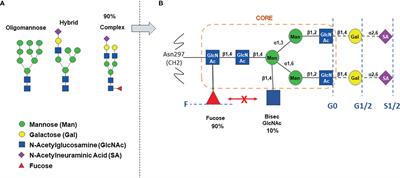 Altered Fc galactosylation in IgG4 is a potential serum marker for