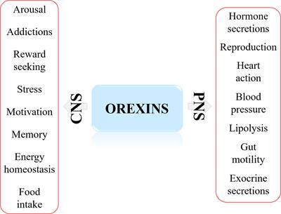 The hypocretins are novel, secretin-related peptides. (A) Hypocretin