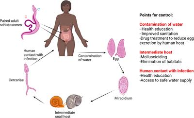 Histone methylation changes are required for life cycle progression in the  human parasite Schistosoma mansoni