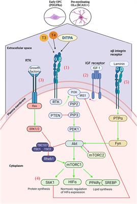 Triiodothyronine (T3) promotes brown fat hyperplasia via thyroid hormone  receptor α mediated adipocyte progenitor cell proliferation