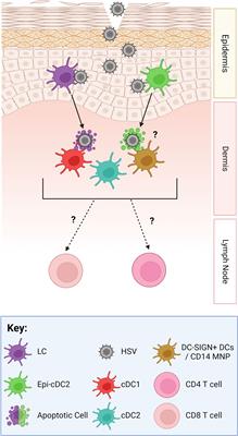 Herpes simplex virus enhances chemokine function through modulation of  receptor trafficking and oligomerization