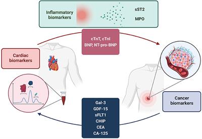 Elevated Circulating Levels of C-C Chemokines in Patients With Congestive  Heart Failure