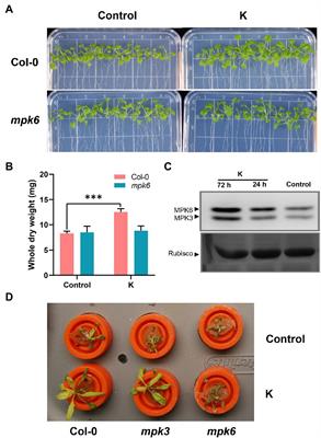 Frontiers  Mucilaginibacter sp. K Improves Growth and Induces