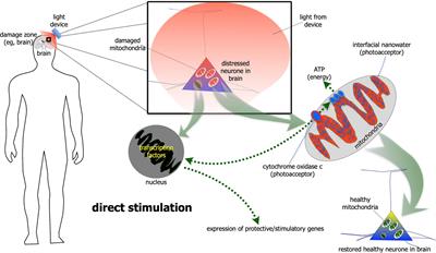 Frontiers | The effect of photobiomodulation on the brain during ...