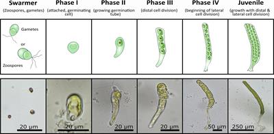 Frontiers | Closed life-cycle aquaculture of sea lettuce (Ulva fenestrata):  performance and biochemical profile differ in early developmental stages