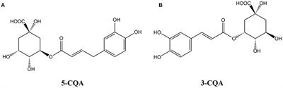 Novel Oxidation Oligomer of Chlorogenic Acid and