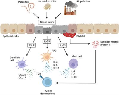 Frontiers | Conventional and pathogenic Th2 cells in inflammation, tissue repair, and fibrosis