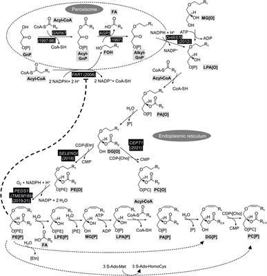 Frontiers Regulation Of Plasmalogen Metabolism And Traffic In Mammals The Fog Begins To Lift