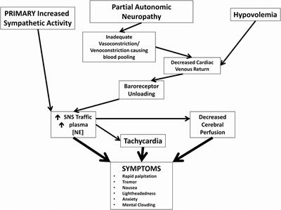 Frontiers  Neuronal and hormonal perturbations in postural tachycardia  syndrome