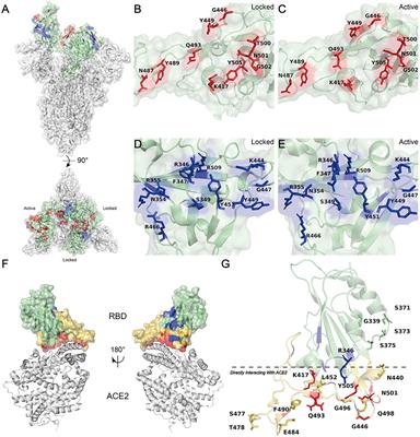 guisante Año nuevo calina Frontiers | Surface charge changes in spike RBD mutations of SARS-CoV-2 and  its variant strains alter the virus evasiveness via HSPGs: A review and  mechanistic hypothesis