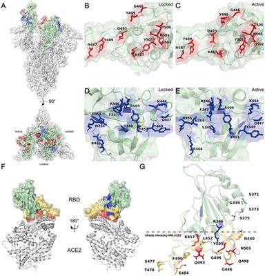 guisante Año nuevo calina Frontiers | Surface charge changes in spike RBD mutations of SARS-CoV-2 and its variant strains alter the virus evasiveness via HSPGs: A review and mechanistic hypothesis guisante Año nuevo calina Frontiers | Surface charge changes in spike RBD mutations of SARS-CoV-2 and its variant strains alter the virus evasiveness via HSPGs: A review and mechanistic hypothesis