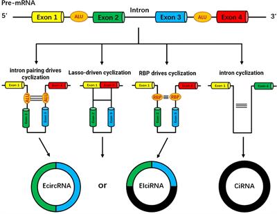 Frontiers | Functional properties of circular RNAs and research ...