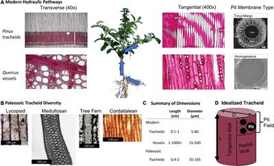 Frontiers | Stems matter: Xylem physiological limits are an accessible and  critical improvement to models of plant gas exchange in deep time