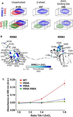 Optøjer Forsøg Pas på Frontiers | Regulation of TIA-1 Condensates: Zn2+ and RGG Motifs Promote Nucleic Acid Driven LLPS and Inhibit Irreversible Aggregation Optøjer Forsøg Pas på Frontiers | Regulation of TIA-1 Condensates: Zn2+ and RGG Motifs Promote Nucleic Acid Driven LLPS and Inhibit Irreversible Aggregation