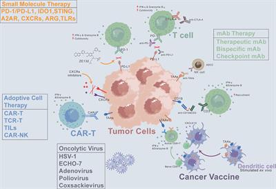 How to Test Human-Specific Combination Immunotherapies In Vivo