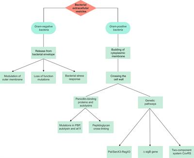 Release of Staphylococcus aureus extracellular vesicles and their application as a vaccine platform