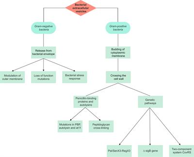 Release of Staphylococcus aureus extracellular vesicles and their  application as a vaccine platform