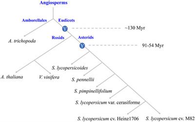 Frontiers  Identification of WRKY gene family members in amaranth based on  a transcriptome database and functional analysis of AtrWRKY42-2 in betalain  metabolism