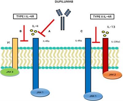 Dupilumab in Children with Uncontrolled Moderate-to-Severe Asthma