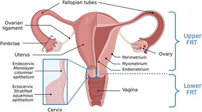 Frontiers  The female reproductive tract microbiotas, inflammation, and  gynecological conditions