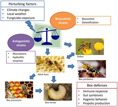 Researchers identify microbe that protects bees from fungal infections: IU  News