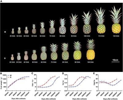 Frontiers  Metabolomic and transcriptomic analyses reveal the mechanism of  sweet-acidic taste formation during pineapple fruit development