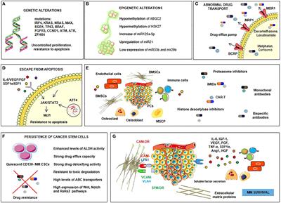 Full article: Epigenetic treatment of multiple myeloma mediates tumor intrinsic and extrinsic immunomodulatory effects