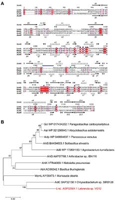 Comparison of AaL active site with AiiA, AiiB, and AidC. (A