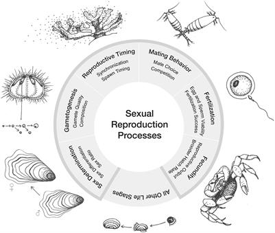 Frontiers Ocean acidification does not overlook sex Review of understudied effects and implications of low pH on marine invertebrate sexual reproduction