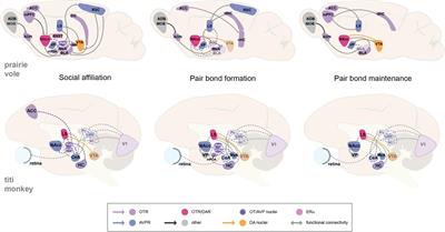 Frontiers | The neural circuits of monogamous behavior Frontiers | The neural circuits of monogamous behavior
