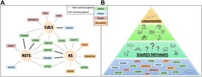 Expanding the phenotype associated to KMT2A variants: overlapping